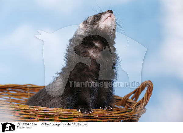 Frettchen / ferret / RR-76514