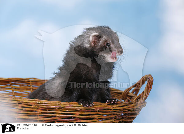 Frettchen / ferret / RR-76516