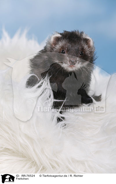 Frettchen / ferret / RR-76524