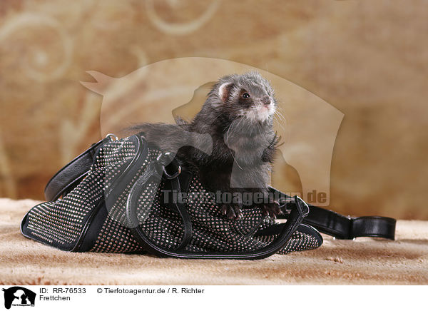 Frettchen / ferret / RR-76533