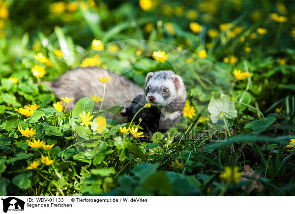 liegendes Frettchen / lying Ferret / WDV-01133
