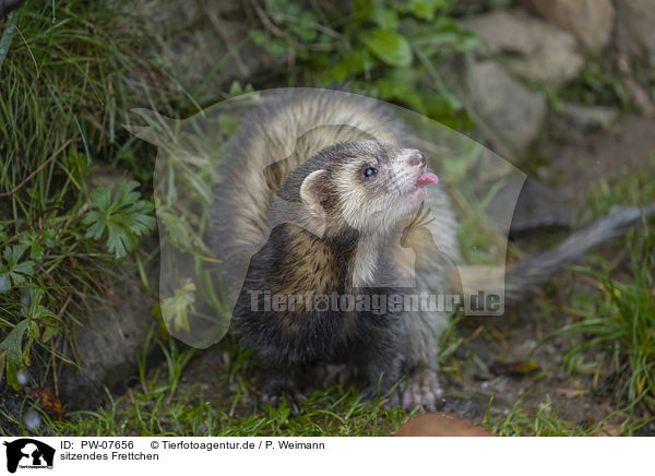 sitzendes Frettchen / sitting Ferret / PW-07656