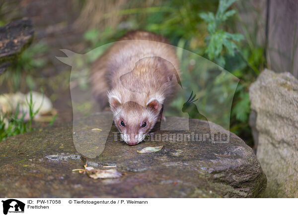 Frettchen / ferret / PW-17058