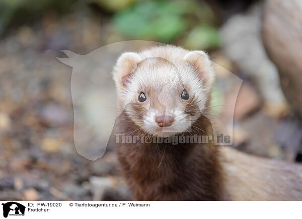Frettchen / ferret / PW-19020