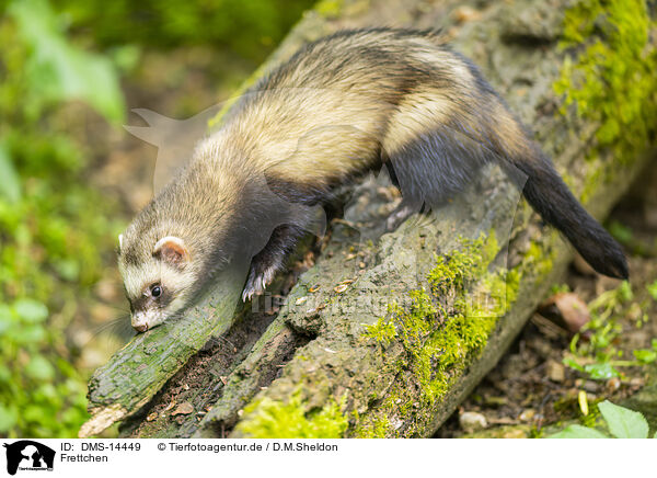 Frettchen / ferret / DMS-14449