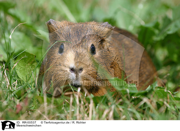 Meerschweinchen / guinea pig / RR-00537