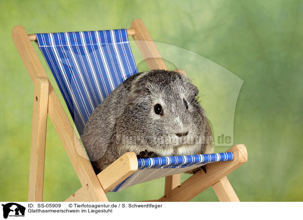 Glatthaarmeerschwein im Liegestuhl / SS-05909