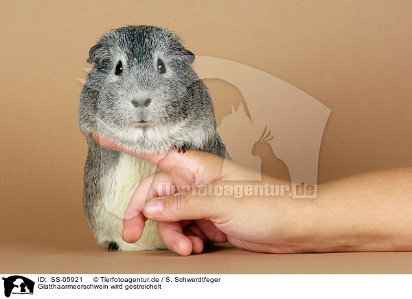 Glatthaarmeerschwein wird gestreichelt / fondling a guinea pig / SS-05921