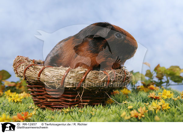 Glatthaarmeerschwein / guinea pig / RR-12857