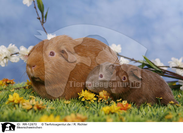 Meerschweinchen / guinea pig / RR-12870