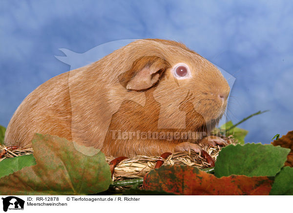 Meerschweinchen / RR-12878
