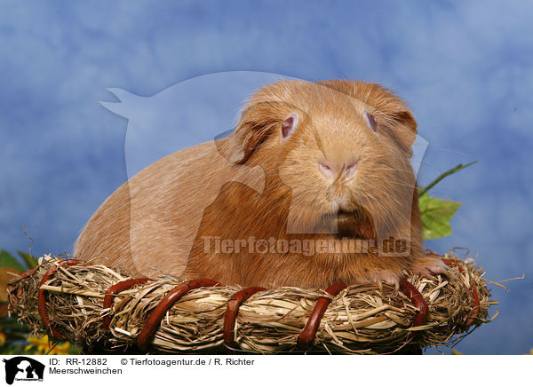 Meerschweinchen / RR-12882