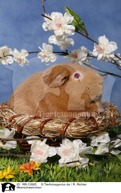 Meerschweinchen / RR-12885