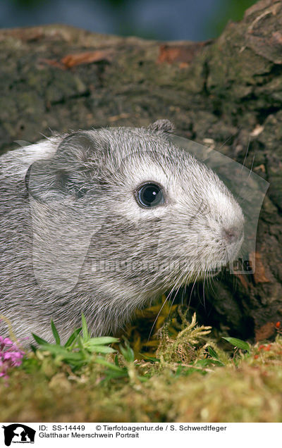 Glatthaar Meerschwein Portrait / SS-14449