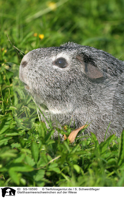 Glatthaarmeerschweinchen auf der Wiese / smooth-haired guinea pig in the meadow / SS-18590