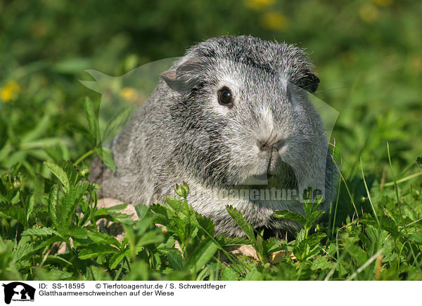 Glatthaarmeerschweinchen auf der Wiese / SS-18595