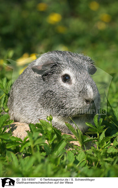 Glatthaarmeerschweinchen auf der Wiese / smooth-haired guinea pig in the meadow / SS-18597