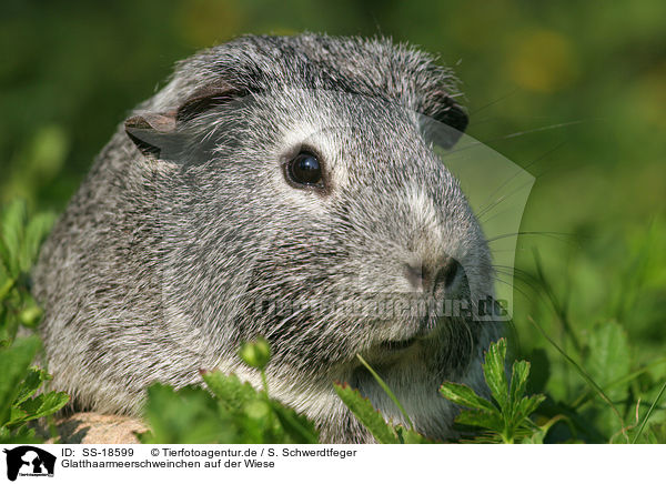 Glatthaarmeerschweinchen auf der Wiese / SS-18599