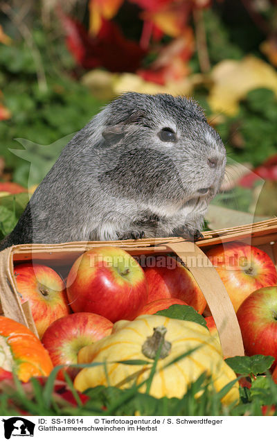 Glatthaarmeerschweinchen im Herbst / smooth-haired guinea pig in the autumn / SS-18614