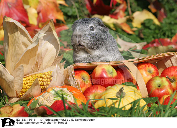 Glatthaarmeerschweinchen im Herbst / smooth-haired guinea pig in the autumn / SS-18616