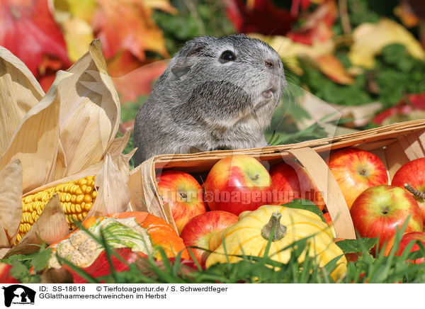 GGlatthaarmeerschweinchen im Herbst / SS-18618