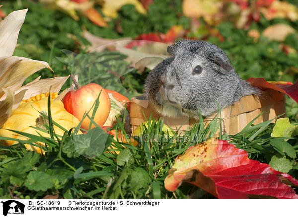 GGlatthaarmeerschweinchen im Herbst / SS-18619