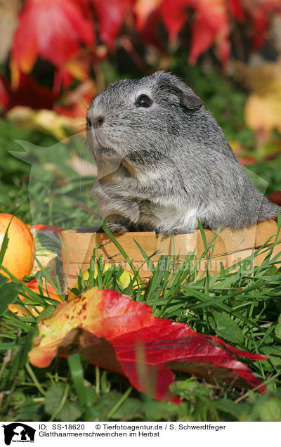 Glatthaarmeerschweinchen im Herbst / smooth-haired guinea pig in the autumn / SS-18620