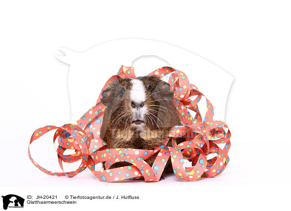 Glatthaarmeerschwein / smooth-haired guinea pig / JH-20421