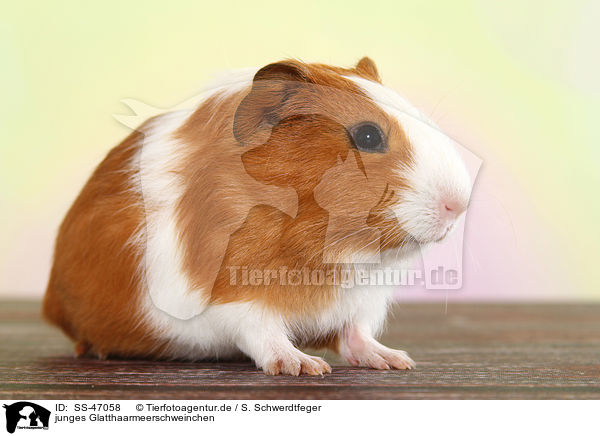 junges Glatthaarmeerschweinchen / young smooth-haired guinea pig / SS-47058