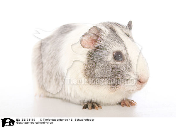 Glatthaarmeerschweinchen / smoothhaired guinea pig / SS-53163