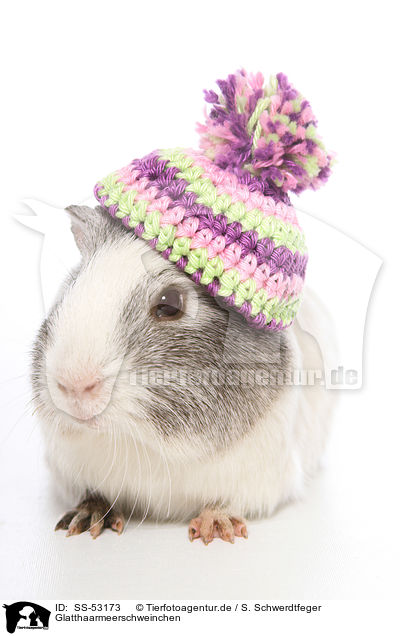 Glatthaarmeerschweinchen / smoothhaired guinea pig / SS-53173