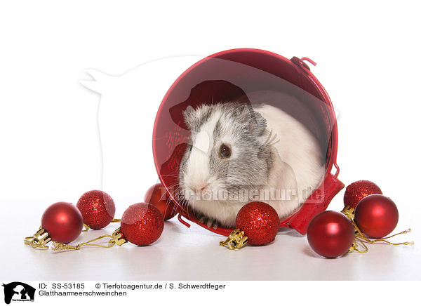 Glatthaarmeerschweinchen / smoothhaired guinea pig / SS-53185