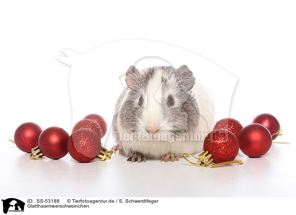 Glatthaarmeerschweinchen / smoothhaired guinea pig / SS-53188