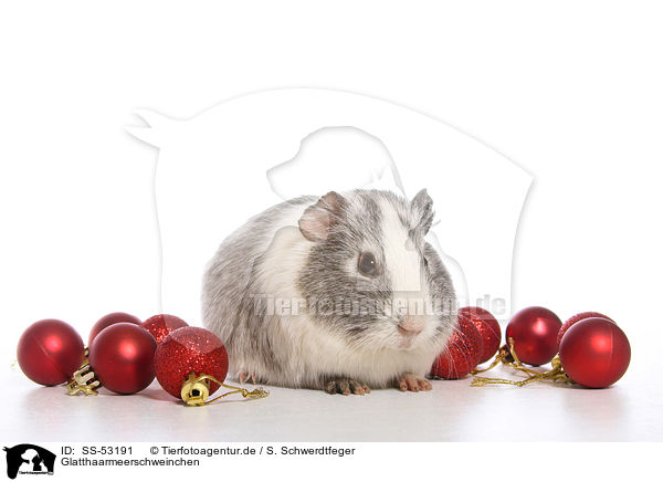 Glatthaarmeerschweinchen / smoothhaired guinea pig / SS-53191