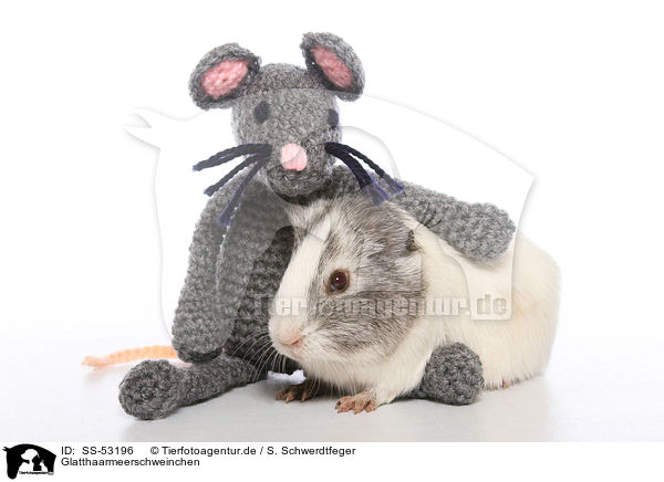 Glatthaarmeerschweinchen / SS-53196