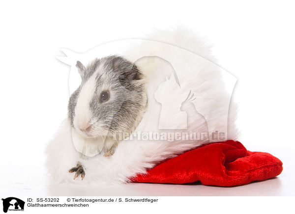 Glatthaarmeerschweinchen / smoothhaired guinea pig / SS-53202