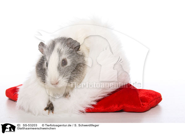 Glatthaarmeerschweinchen / smoothhaired guinea pig / SS-53203