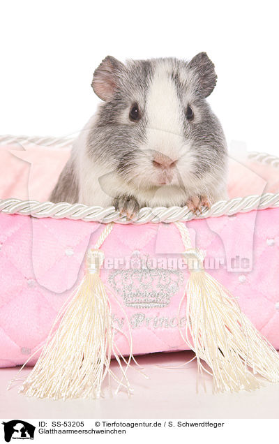 Glatthaarmeerschweinchen / smoothhaired guinea pig / SS-53205