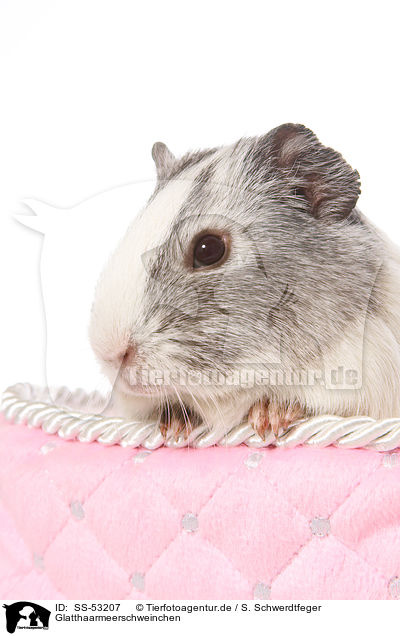 Glatthaarmeerschweinchen / smoothhaired guinea pig / SS-53207