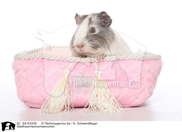 Glatthaarmeerschweinchen / smoothhaired guinea pig / SS-53208
