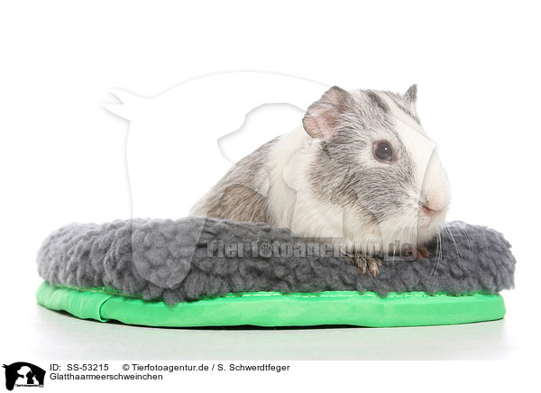 Glatthaarmeerschweinchen / smoothhaired guinea pig / SS-53215