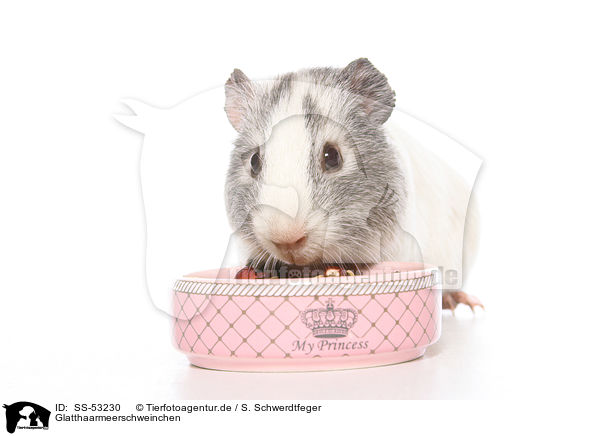 Glatthaarmeerschweinchen / smoothhaired guinea pig / SS-53230