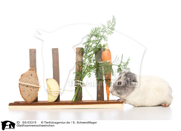 Glatthaarmeerschweinchen / SS-53315