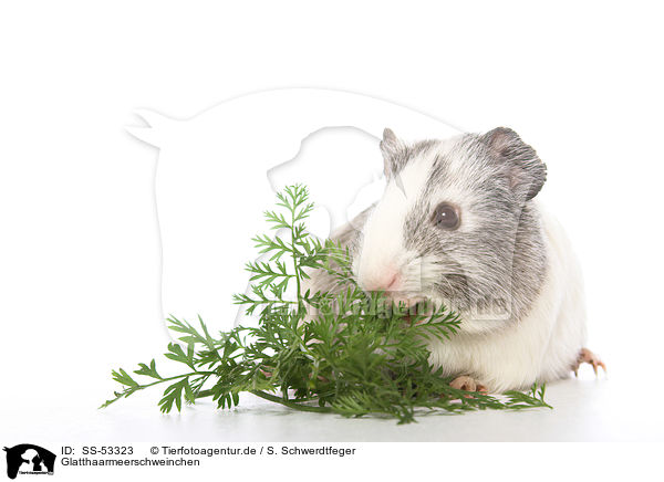 Glatthaarmeerschweinchen / SS-53323