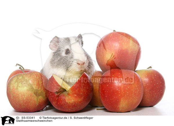 Glatthaarmeerschweinchen / SS-53341