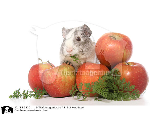 Glatthaarmeerschweinchen / SS-53351