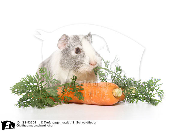 Glatthaarmeerschweinchen / smoothhaired guinea pig / SS-53364