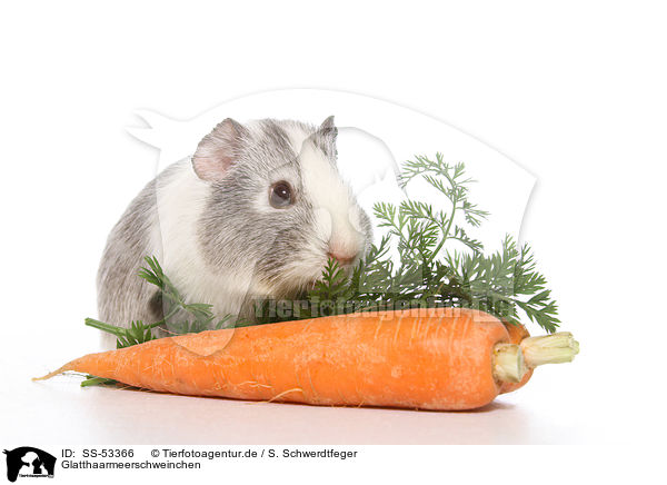 Glatthaarmeerschweinchen / SS-53366