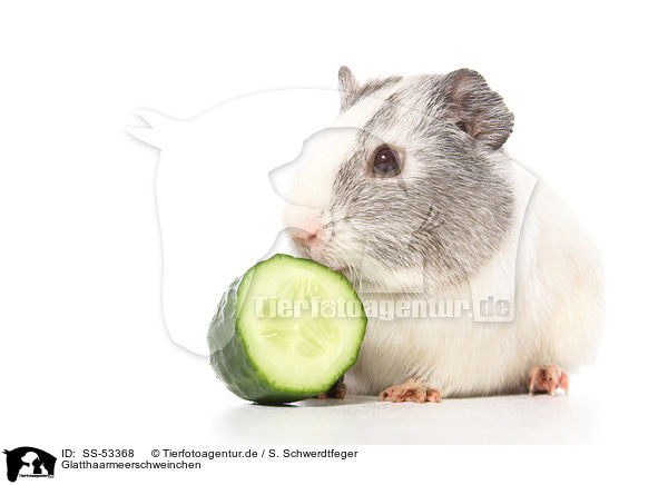 Glatthaarmeerschweinchen / smoothhaired guinea pig / SS-53368