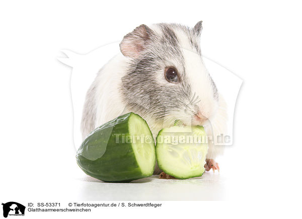 Glatthaarmeerschweinchen / smoothhaired guinea pig / SS-53371